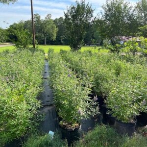 15 gallon vitex -4