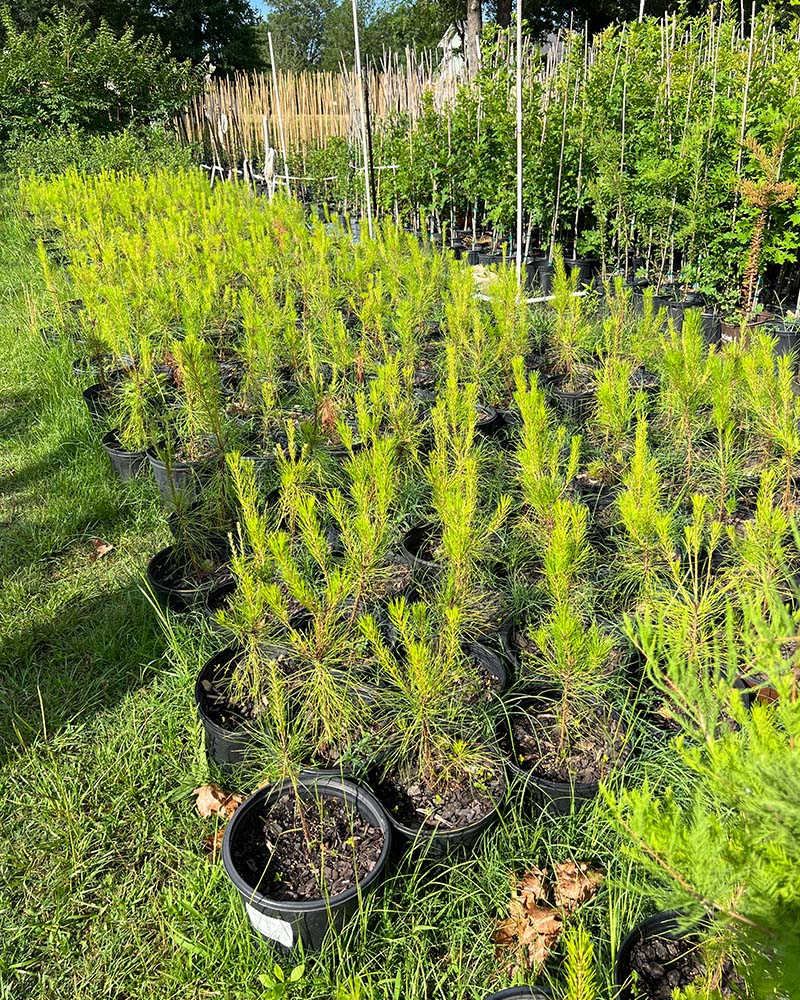 3 gallon lobloly pine