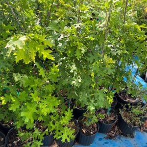 3 gallon red oak 10