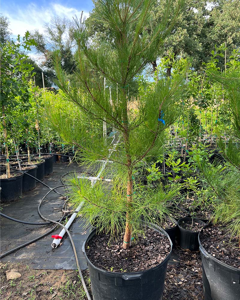 30 Gallon Lobloy pinejpg 30 Gallon Lobloy pinejpg