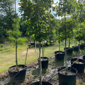 30 Gallon White Oak