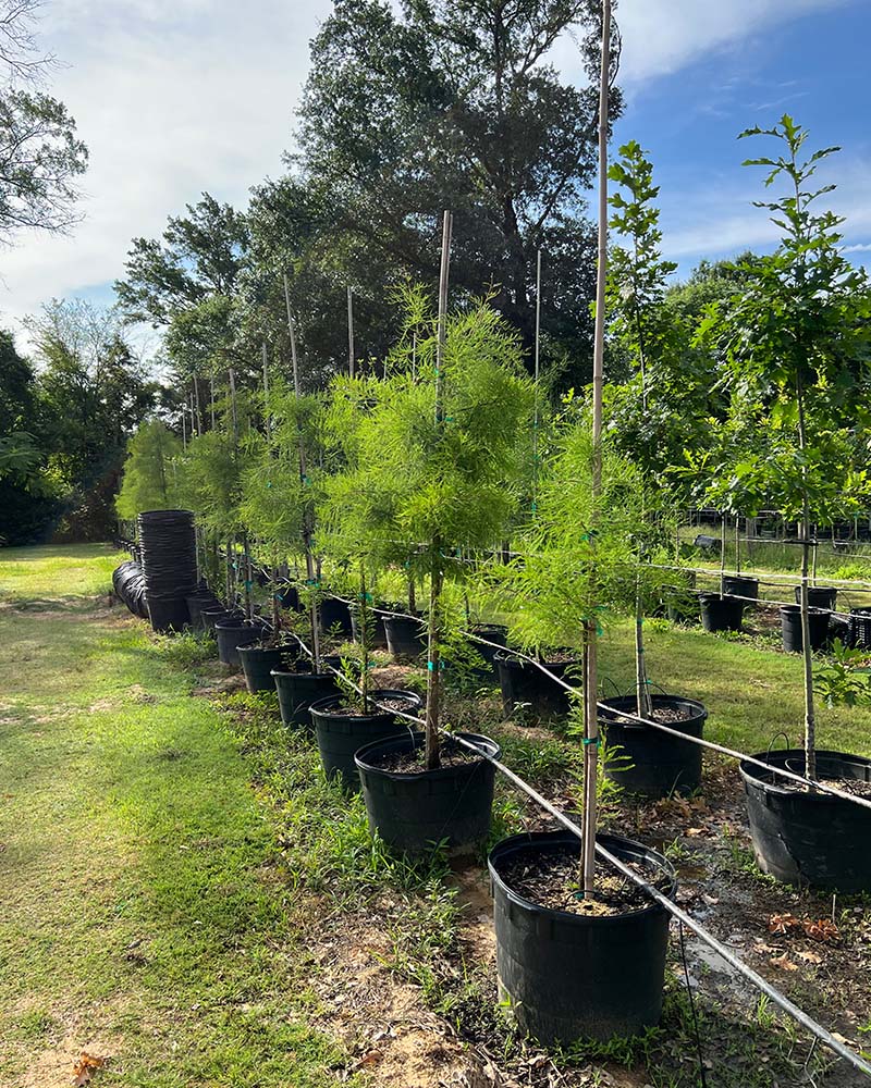 30 gallon palm cypress-2