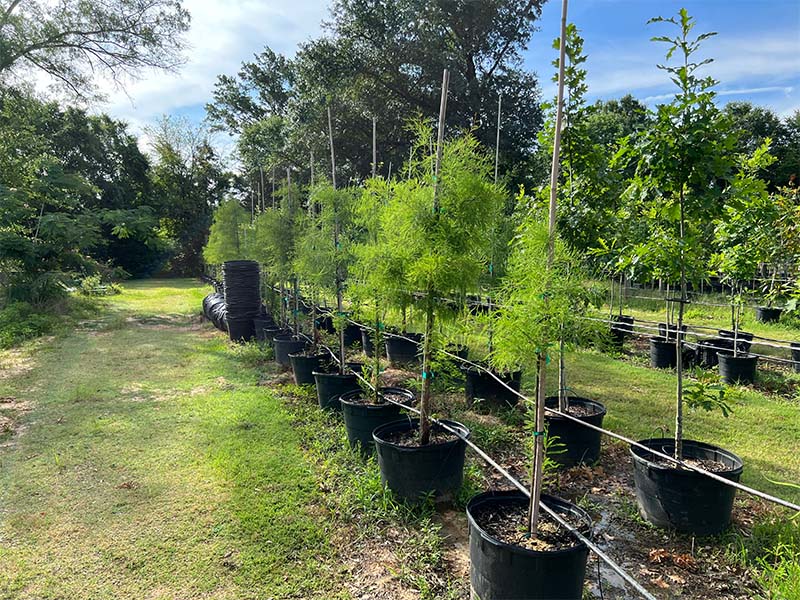 30 gallon palm cypress 4 oak trees for sale