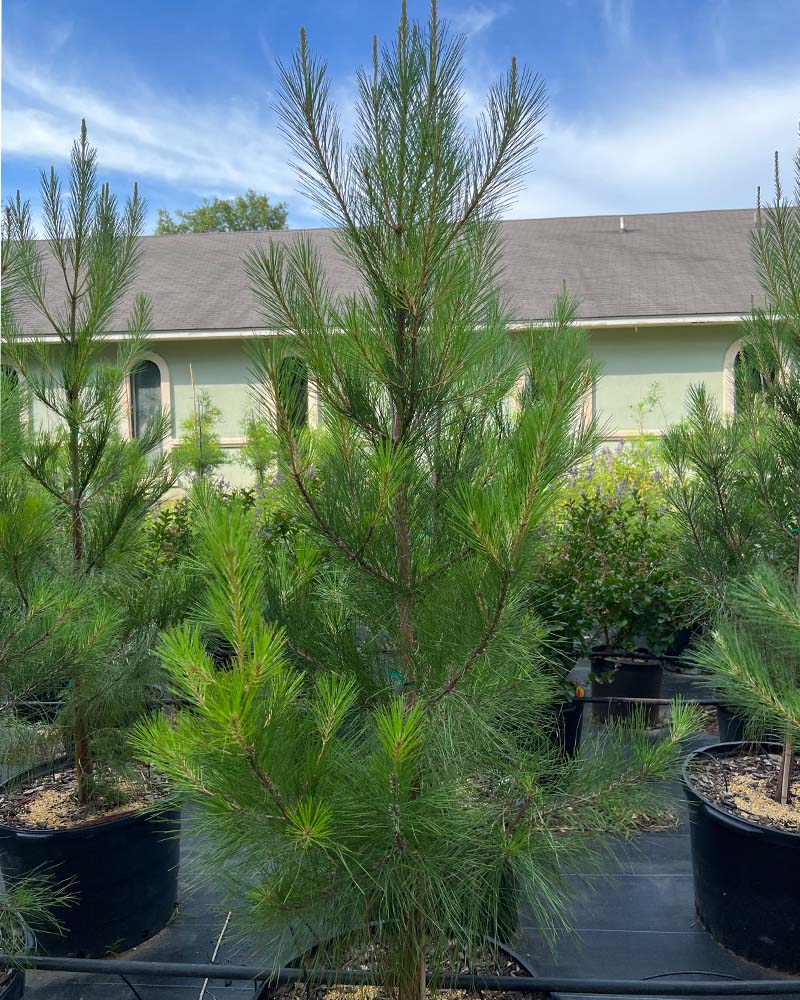 Lobloly-Pine