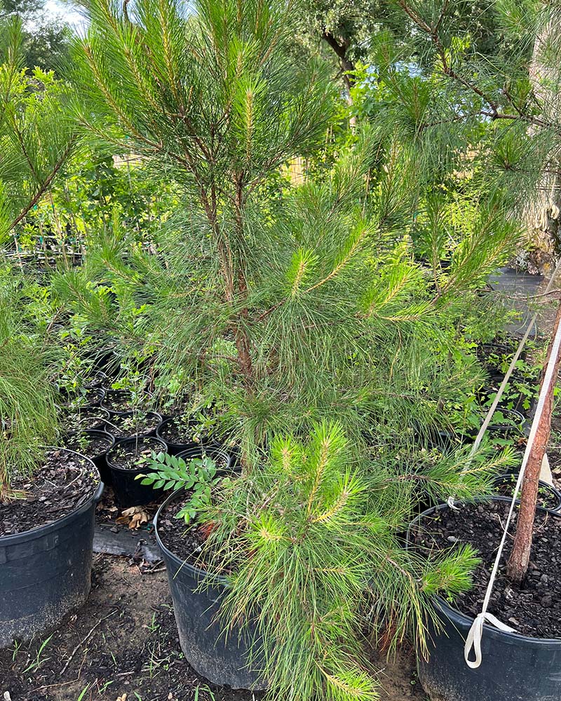 lobloly-pine-4