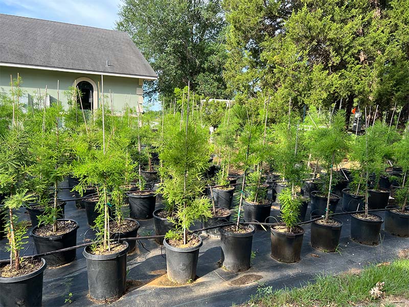 palm-cypress-2