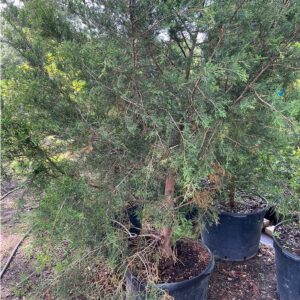 red cedars 15 gallon